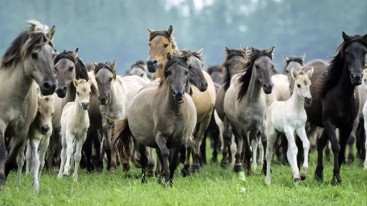 fullHD #wild #horses / #caballos #salvajes en #1080p | Caballos ...