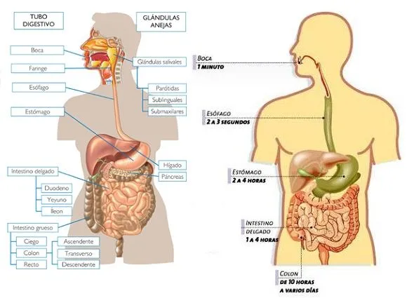 Como funciona el sistema digestivo — MASmusculo STRONGsite ...