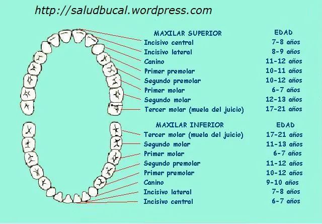 Cómo funcionan nuestros dientes?