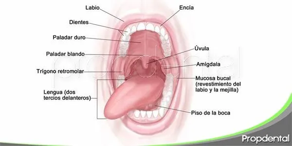Las funciones de nuestra boca -