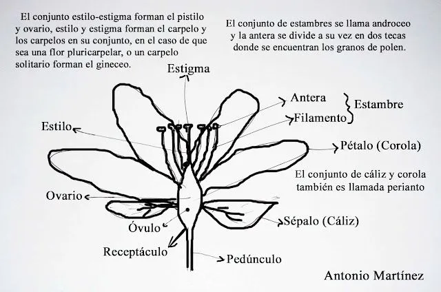 A flor y sus partes - Imagui