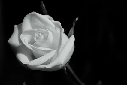 Funeral Etiquette: Flowers & Corsages | eHow UK