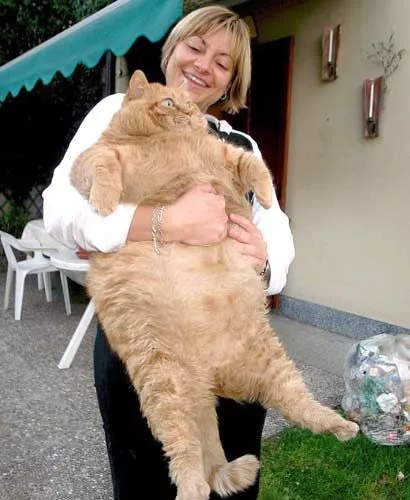 Furor en Internet, Blog de Humor diario.: Mi gato no está gordo ... Furor en Internet, Blog de Humor diario.: Mi gato no está gordo ...