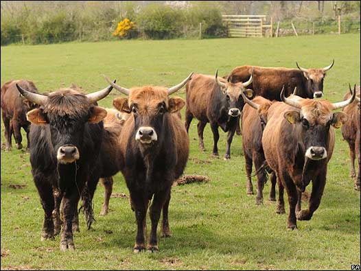 EL FUTURO ESTÁ EN LAS ROSAS: De vacas y de víboras EL FUTURO ESTÁ EN LAS ROSAS: De vacas y de víboras