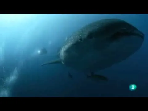 Galápagos: El Reino de los Tiburones Gigantes - YouTube