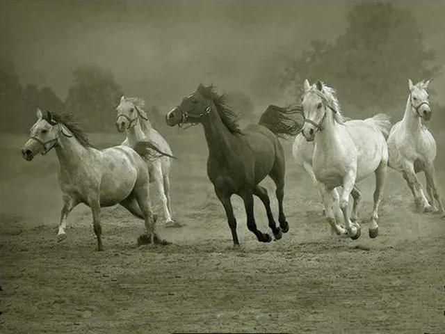 caballos corriendo - EL MUNDO DEL CABALLO