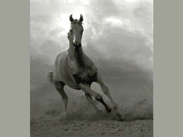 Galería de fotos caballos criollos El Chusco y Las Boleadoras