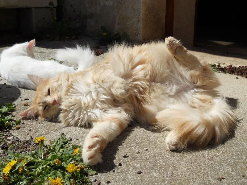 Galería de fotos de gatos Angora Turco. Gatos Angora Turco