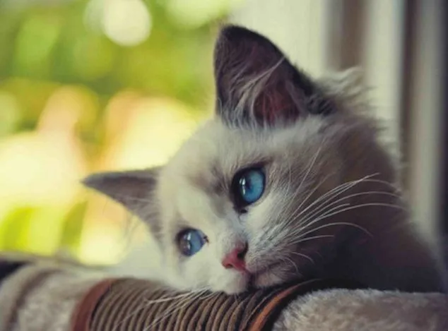 Galería: Los gatos más tristes de la red | Sopitas.com