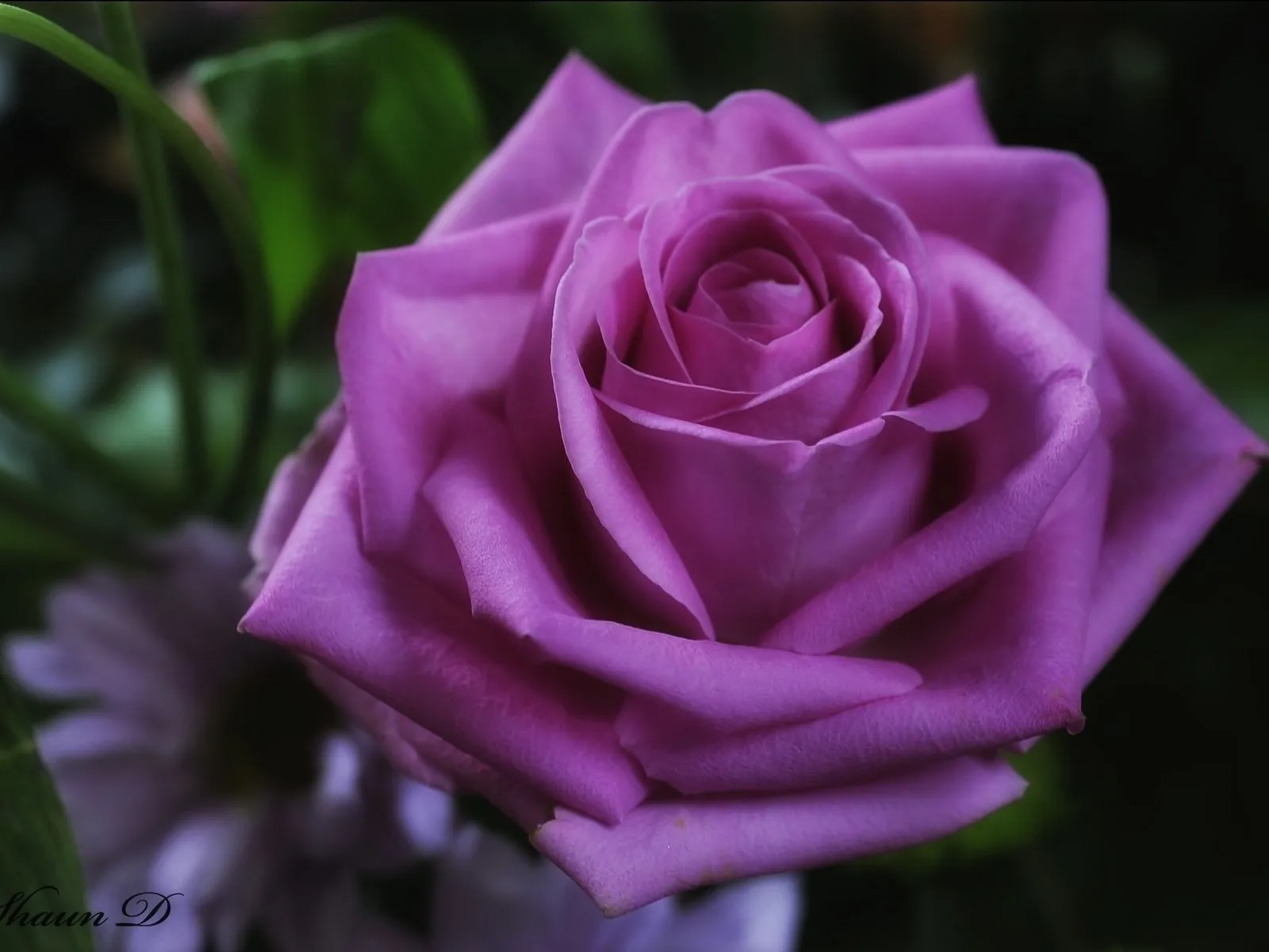 Galería de Imágenes y Fotos Bonitas: Hermosas rosas lilas para ...