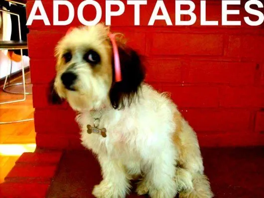 galería de perros en adopción – haz click en la foto