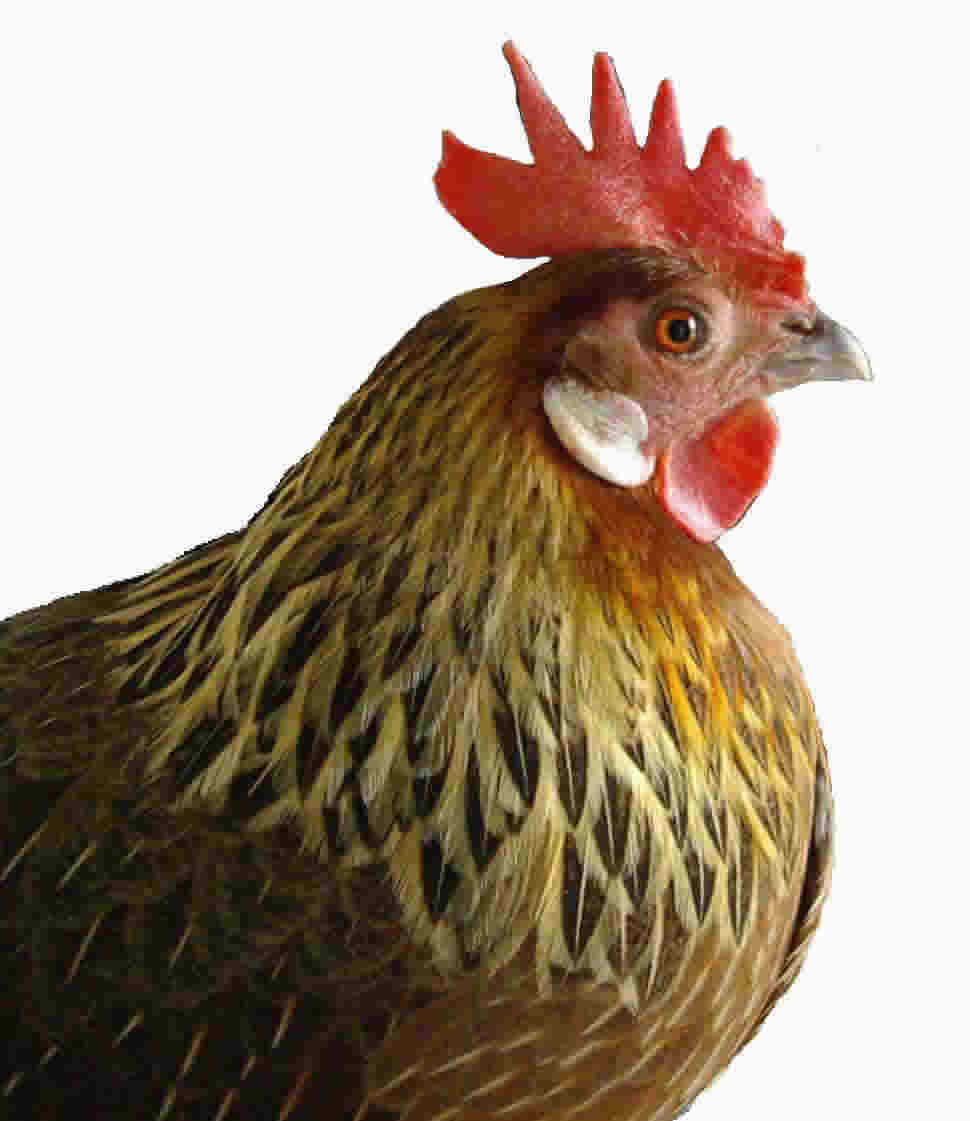 La gallina fue antes que el huevo - el mundo de los negocios La gallina fue antes que el huevo - el mundo de los negocios