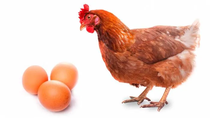 Las gallinas camperas alimentadas con bellotas, producen huevos ...