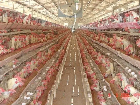 Gallinas de postura - Gallinas de Postura - engormix.com Gallinas de postura - Gallinas de Postura - engormix.com