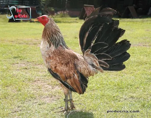 Gallino de Pelea | I love my chicken fighter ♡:* | Pinterest