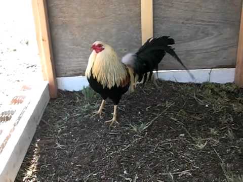 el gallo giro de los cuatro vientos - YouTube