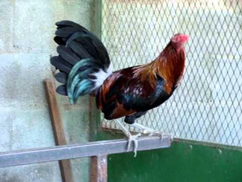 GALLO HATCH GALLINA BROWN RED 5776 - YouTube