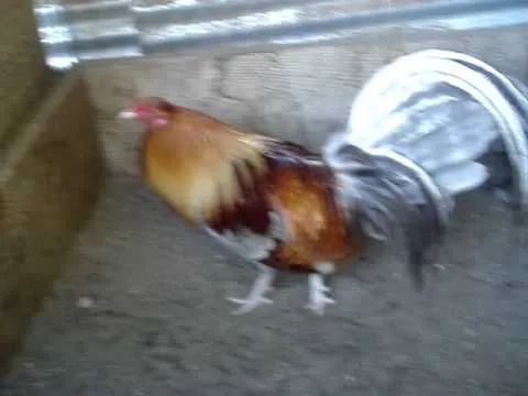 gallo de pelea un ceniso - YouTube