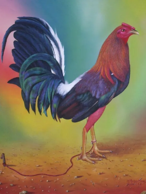 Dibujo de gallo de pelea - Imagui