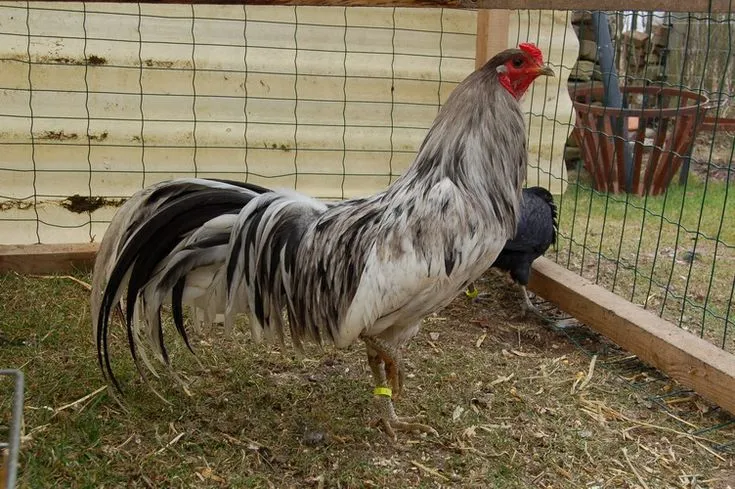 Mis Gallos Boricuas on Pinterest | Game Fowl, Puerto Rico and Roosters