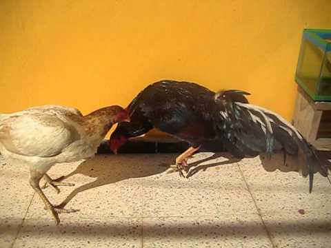 gallos de combate /gallo ESPAÑOL y gallina ASIL (LOS CORUKOS) prop ...