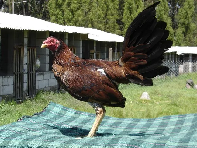 Imagenes de gallos finos gallinos - Imagui