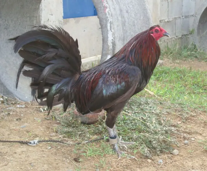 Gallos finos on Pinterest | Game Fowl, Roosters and Php