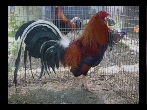 gallos finos de pelea - YouTube