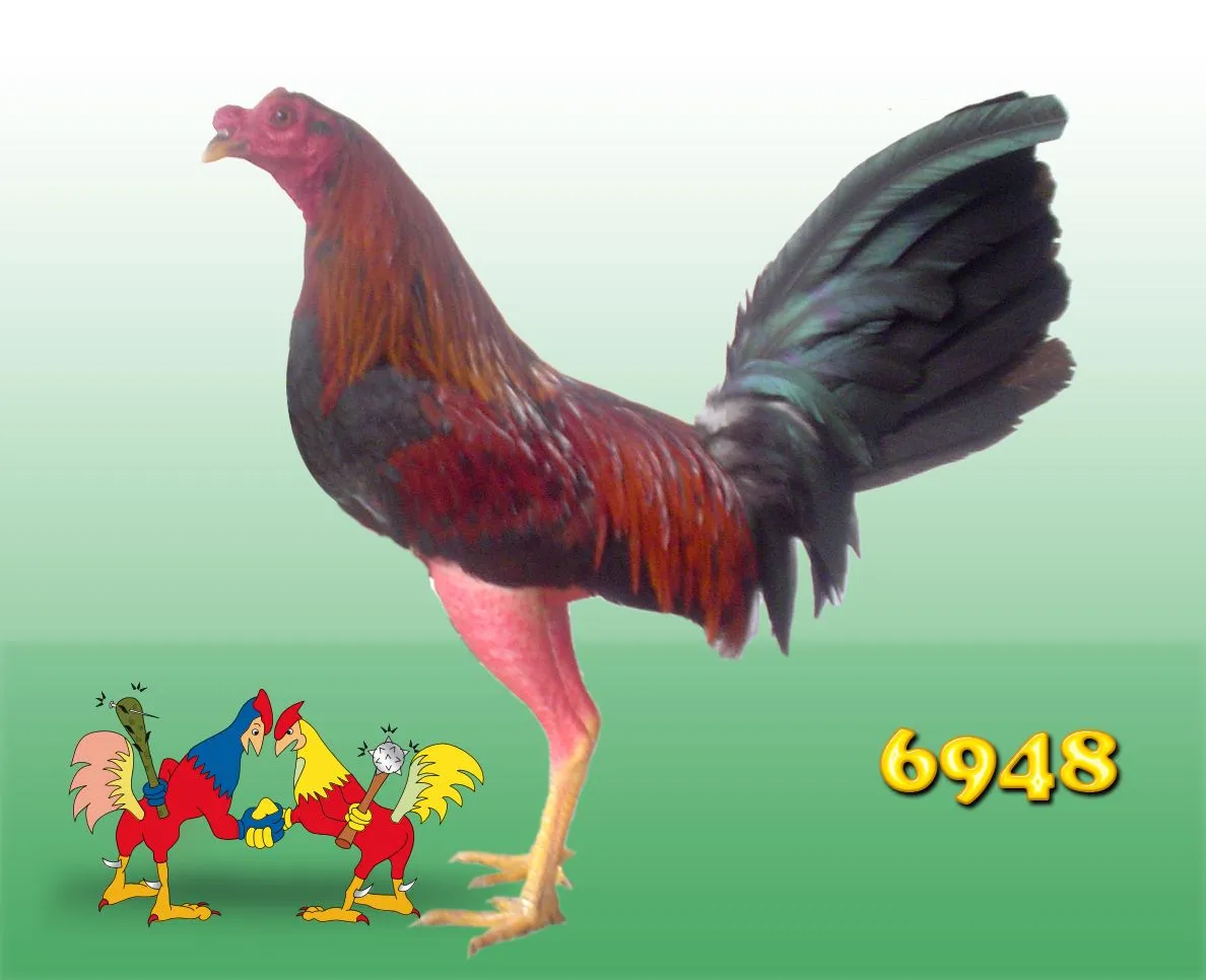 Gallos finos " Gallos finos "