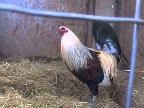 Gallos Finos de Sacramento CA 2013 - YouTube
