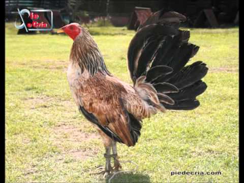 gallos gallina - YouTube