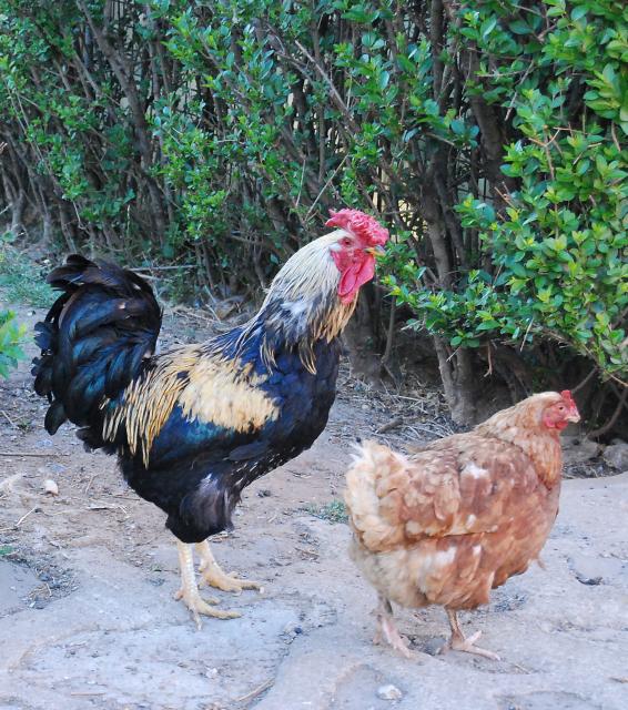 Imagenes de gallos y gallinas - Imagui