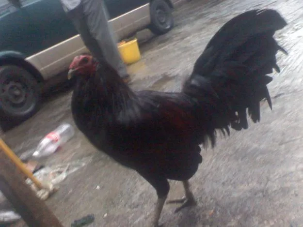 GALLOS KIKIRIKI - home GALLOS KIKIRIKI - home