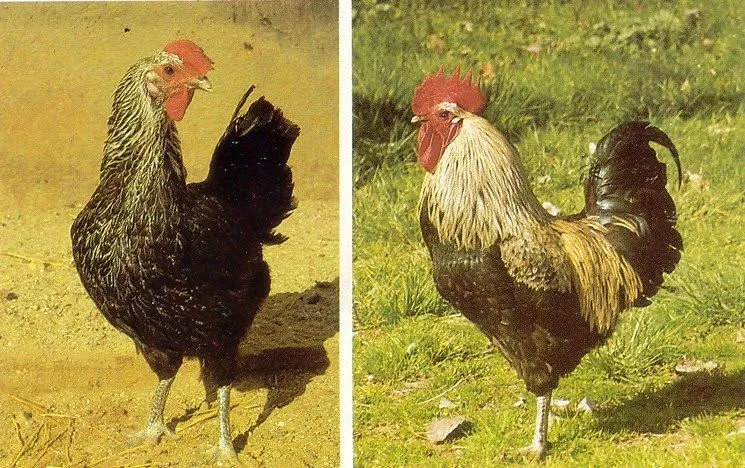 Los gallos de León | Del Norte