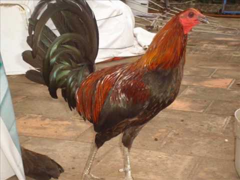 Gallos de Pelea (Brown Red) El Oaxaco (Los Corukos) - YouTube