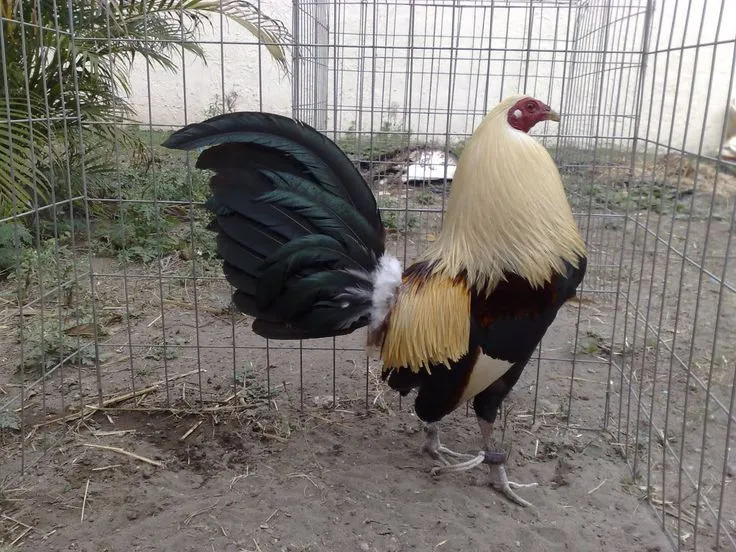 gallos de pelea giros - Buscar con Google | Animales | Pinterest