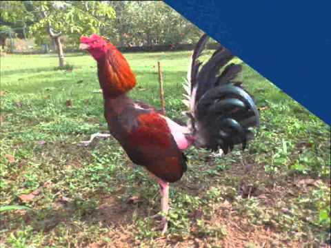 Gallos de Pelea Villa Cuara Yaracuy - PADROTES. - YouTube