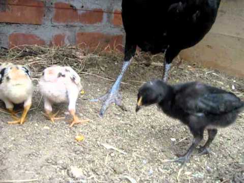 gallos de pelea - YouTube