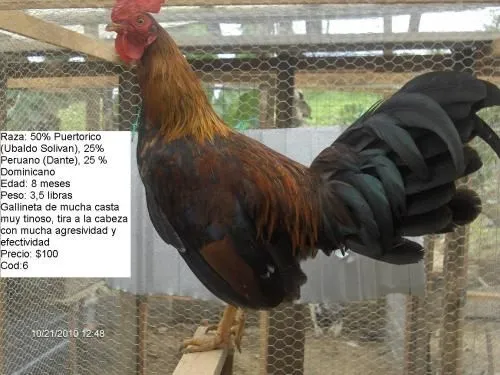 Venta de gallos de pelea en Perú 2014 - Imagui