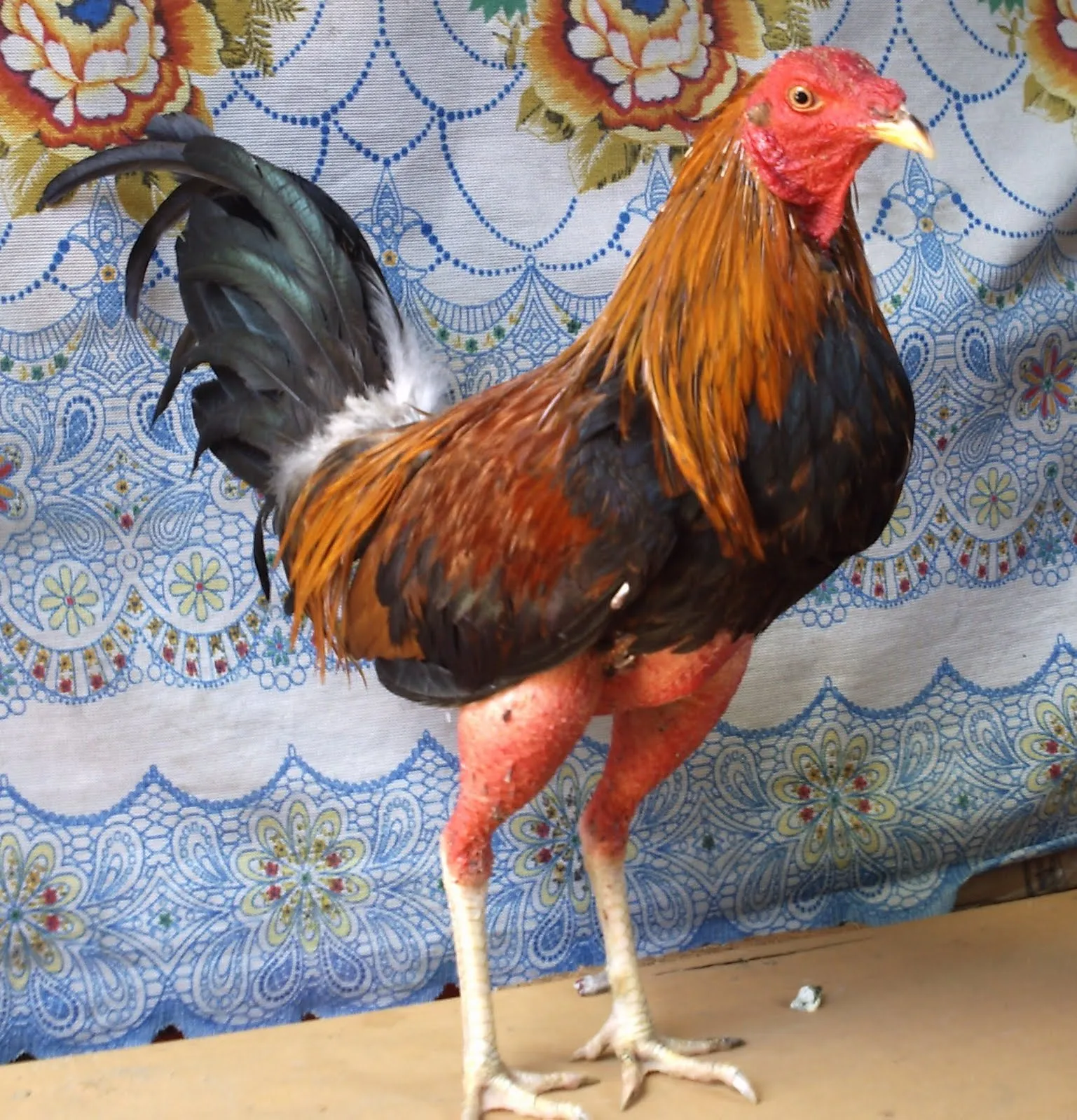 Gallos San Miguel ((Villa Maria)): Pelea de Gallo " Rafael Landivar" Gallos San Miguel ((Villa Maria)): Pelea de Gallo " Rafael Landivar"