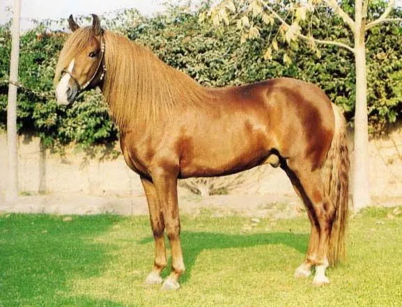 GARRAS DE SANGRE: Capitulo 12 Como caballos salvajes GARRAS DE SANGRE: Capitulo 12 Como caballos salvajes