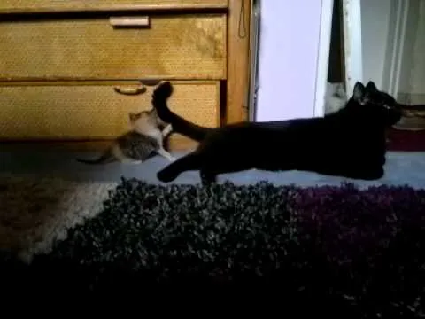 Gatita bebe jugando con cola de pantera negra :3 - YouTube