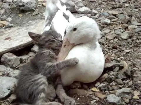 un gatito abrazando al pato - YouTube
