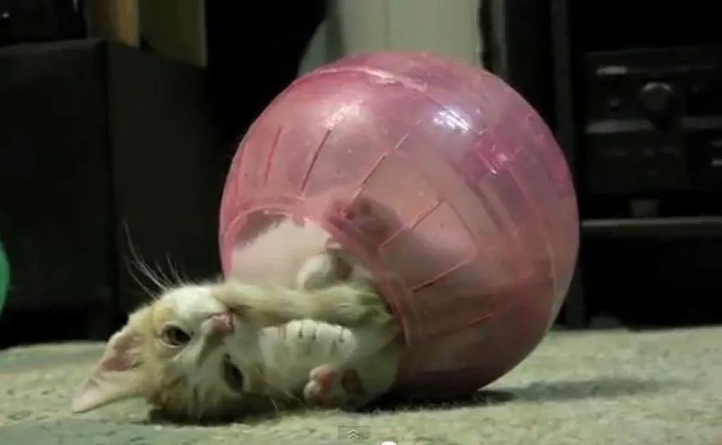 Gatito atorado en la bola del hamster. | Cuidar de tu gato es ...