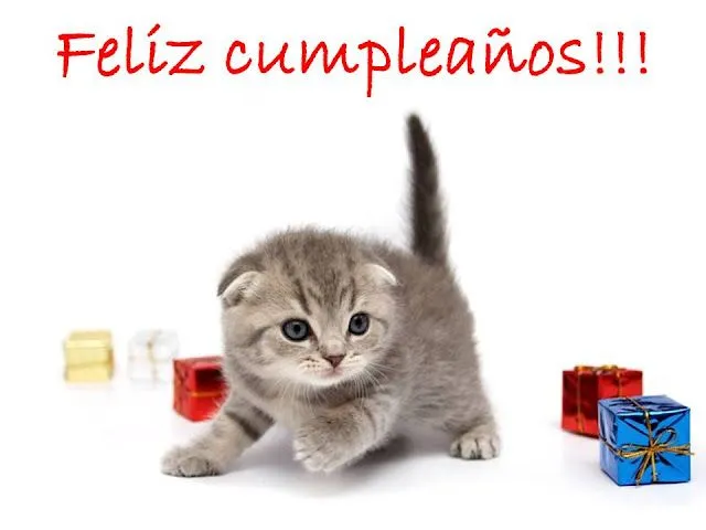 Gatitos feliz cumpleaños - Imagui