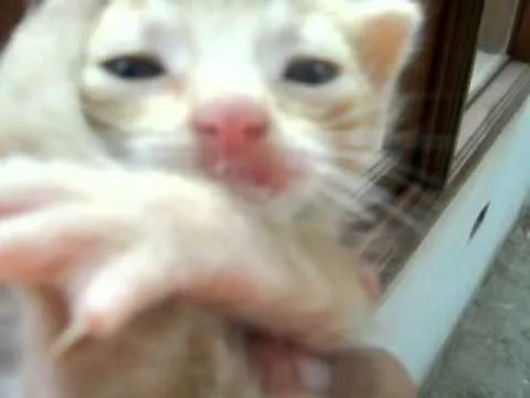 gatito llorando - YouTube