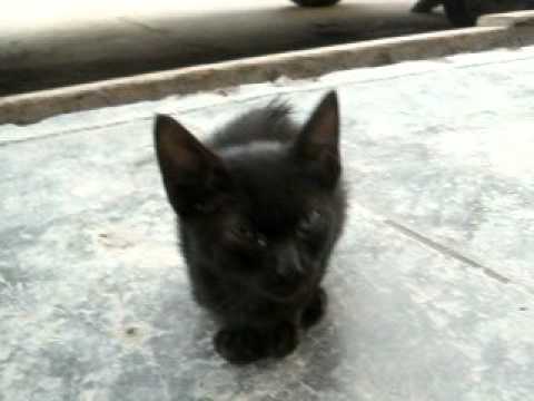 Gatito Negro Bebe - YouTube