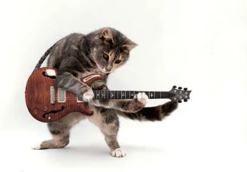 Gatito tocando guitarra - Imagui