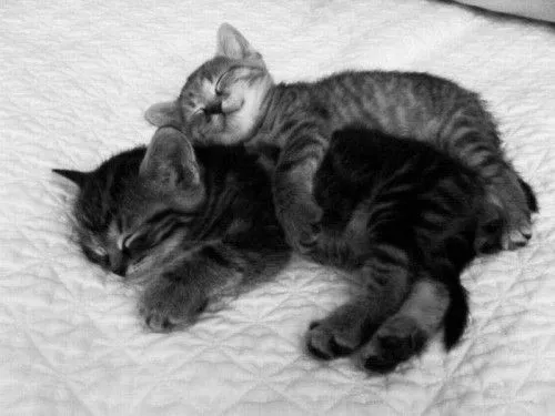 Gatitos dormidos abrazados - Imagui