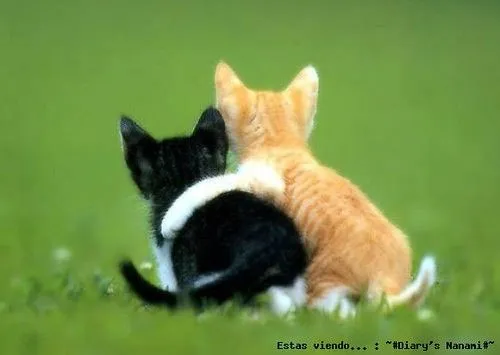 64 animales que se abrazan gatitos abrazados tierno